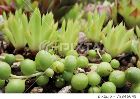 庭の多肉植物 庭の多肉植物 78346649