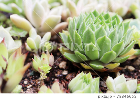 庭の多肉植物 庭の多肉植物 78346655