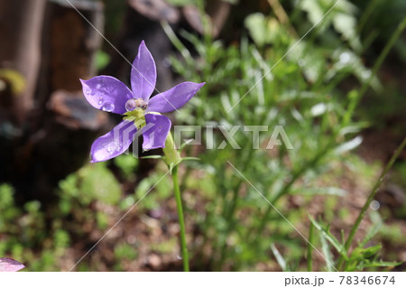 初夏の庭 花壇のイソトマ 初夏の庭 花壇のイソトマ 78346674