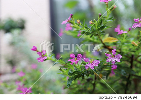 初夏の庭 玄関へのアプローチにある花壇のクフェアの写真素材