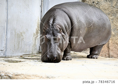 のんほいパークのカバ 78346716