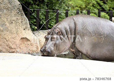 のんほいパークのカバ 78346768