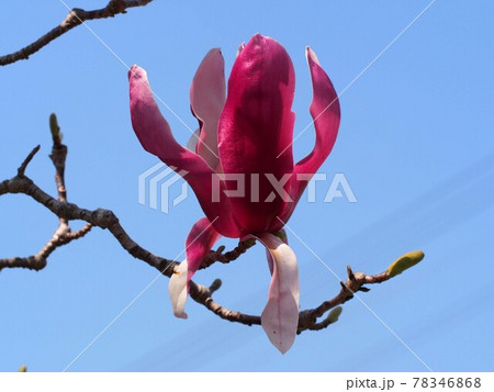 春空と赤紫色のモクレン 木蓮の枝についた花と蕾 の写真素材