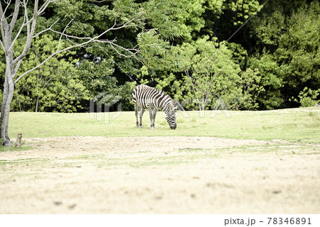 のんほいパークのグラントシマウマ 78346891