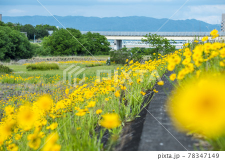 《愛知県》名古屋市 矢田川 オオキンケイギク 《愛知県》名古屋市 矢田川 オオキンケイギク 78347149