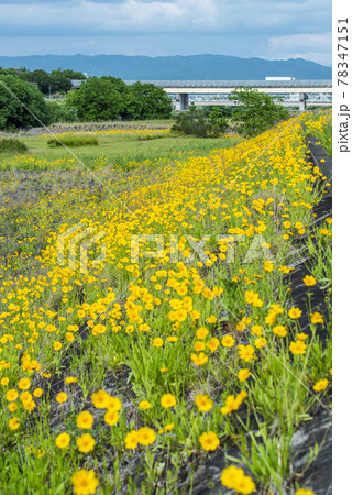 《愛知県》名古屋市　矢田川　オオキンケイギク 78347151