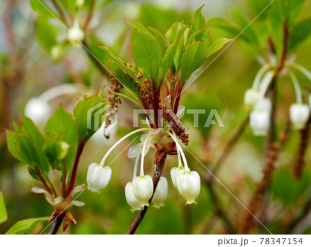 ドウダンツツジの白い花と枯れ落ちたどんぐりの花の写真素材