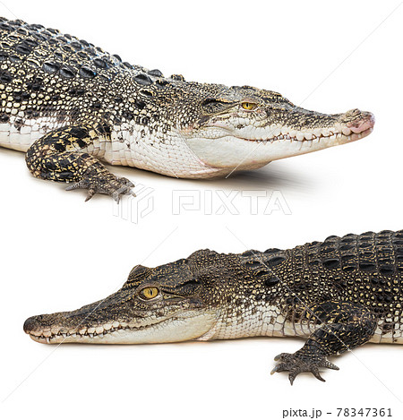 Crocodile isolated Crocodile isolated 78347361