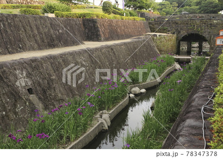 玉名市　高瀬　花菖蒲 78347378