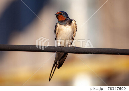 Barn swallow on A wire 78347600