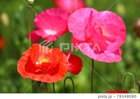 埼玉県鴻巣市ポピー・ハッピースクエア シャーレーポピークローズアップ 埼玉県鴻巣市ポピー・ハッピースクエア シャーレーポピークローズアップ 78348080