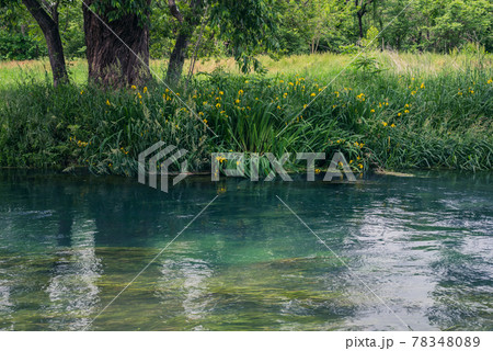 黄菖蒲が咲く蓼川【初夏の大王わさび農場】 78348089