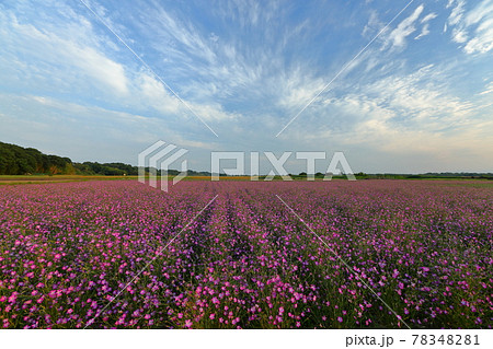 埼玉県鴻巣市ポピー ハッピースクエア ムギナデシコ畑の写真素材 7481
