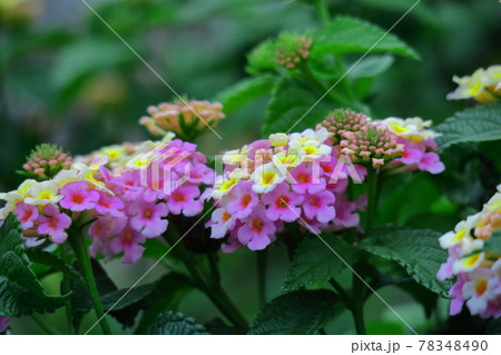 花色が変化する花 78348490