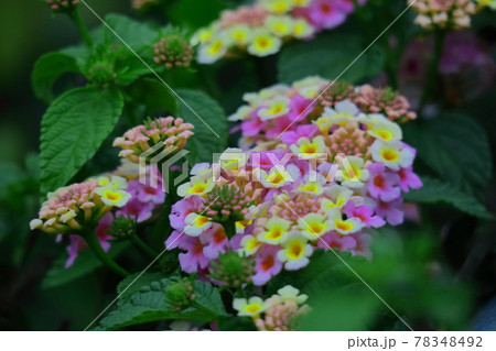 花色が変化する花 花色が変化する花 78348492