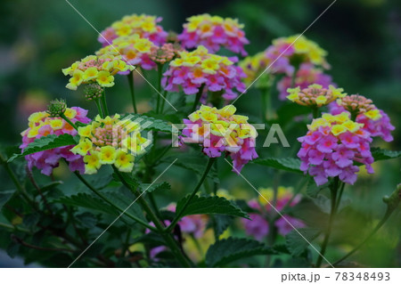 花色が変化する花 78348493