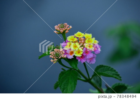 花色が変化する花 花色が変化する花 78348494