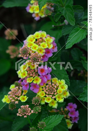 花色が変化する花 花色が変化する花 78348495