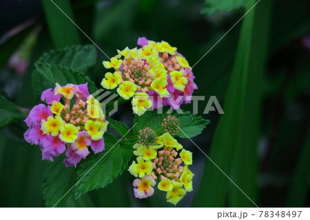 花色が変化する花 花色が変化する花 78348497