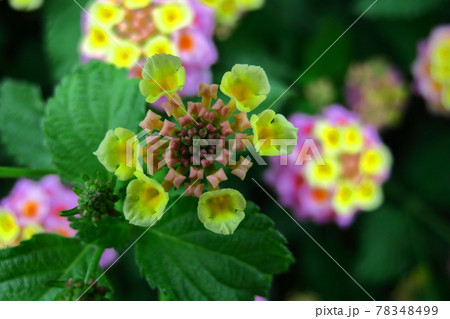 花色が変化する花 花色が変化する花 78348499