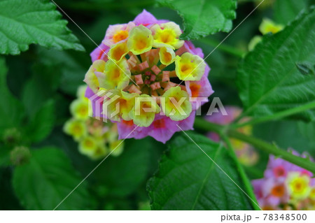 花色が変化する花 花色が変化する花 78348500