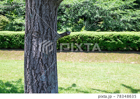 公園の桜の幹 78348635