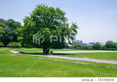 大宰府政庁跡　都府楼跡 78348636