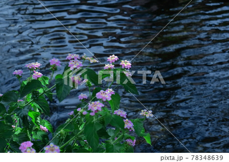 花色が変化する花 花色が変化する花 78348639