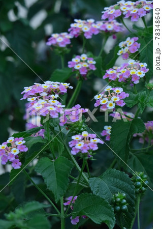 花色が変化する花 78348640