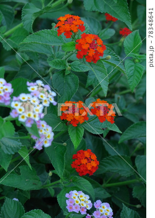 花色が変化する花 花色が変化する花 78348641
