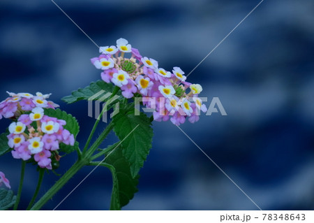花色が変化する花 78348643