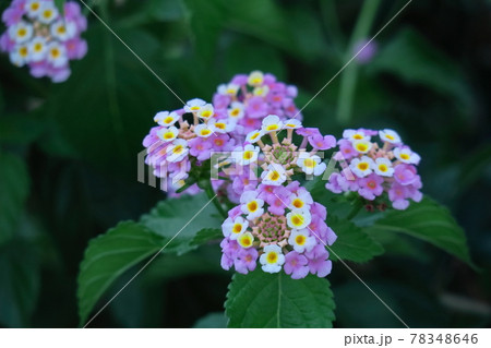 花色が変化する花 78348646