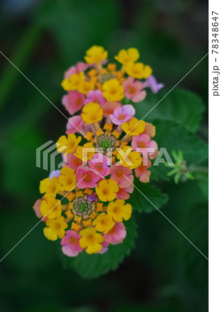 花色が変化する花 78348647