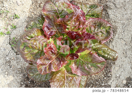 屋外の日光を浴びた水やりした日本のサニーレタス 78348654