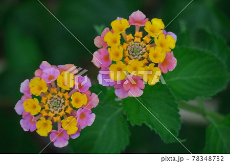 花色が変化する花 花色が変化する花 78348732