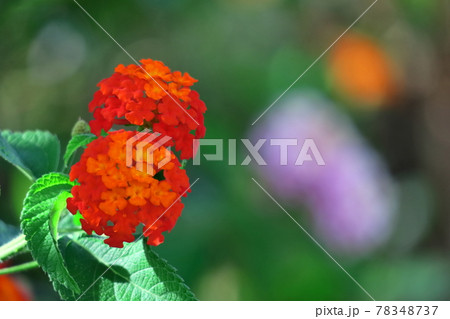 花色が変化する花 花色が変化する花 78348737