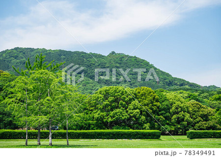 銀杏の木と四王寺山 銀杏の木と四王寺山 78349491