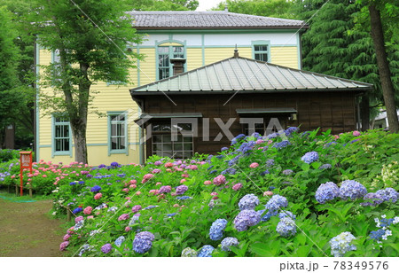 府中市郷土の森博物館 あじさいと旧府中町役場 府中市郷土の森博物館 あじさいと旧府中町役場 78349576