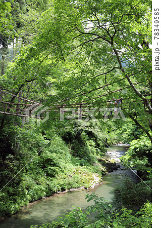 越前池田町のかずら橋(福井県 池田町) 越前池田町のかずら橋(福井県 池田町) 78349585