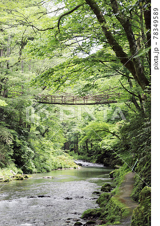 越前池田町のかずら橋（福井県 池田町） 78349589