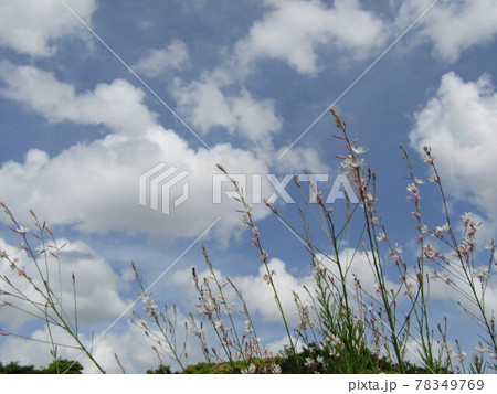 青空と白い雲にガウラの白い花 78349769