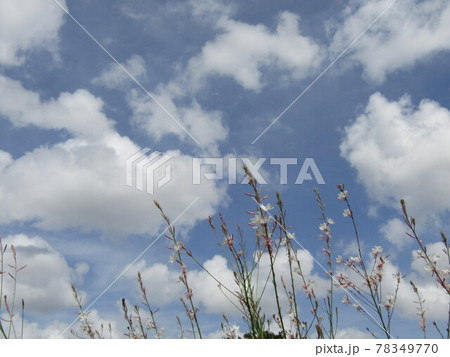青空と白い雲にガウラの白い花 青空と白い雲にガウラの白い花 78349770