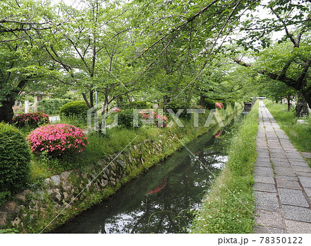 京都 哲学の道とヒラドツツジ 京都 哲学の道とヒラドツツジ 78350122