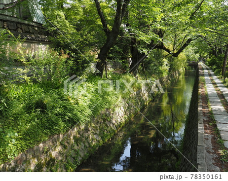 京都 新緑の哲学の道 京都 新緑の哲学の道 78350161