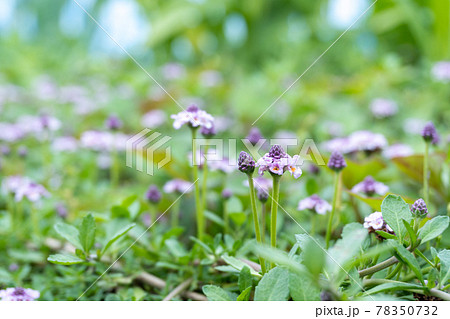 イワダレソウの花 78350732