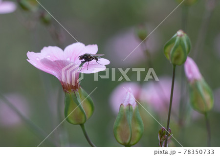 道灌草の花に泊まるハエ 78350733