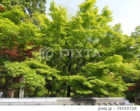京都 新緑の永観堂 京都 新緑の永観堂 78350739