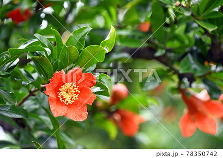 実ザクロの花 78350742