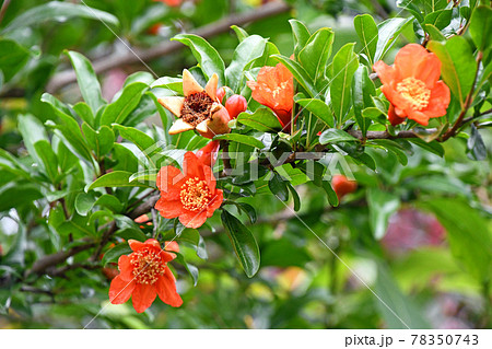 実ザクロの花 78350743