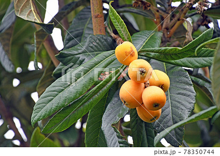 ビワの実 78350744